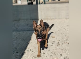 Rex sucht sein Glück❤️