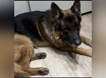 Rocky sucht Zuhause ❤️