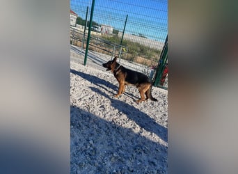 Rex sucht sein Glück❤️