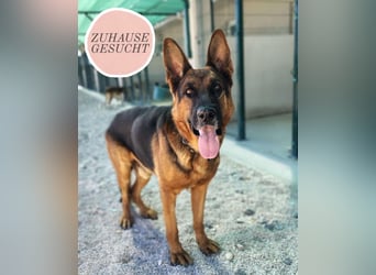 Rex sucht sein Glück❤️