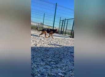 Rex sucht sein Glück❤️