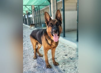 Rex sucht sein Glück❤️
