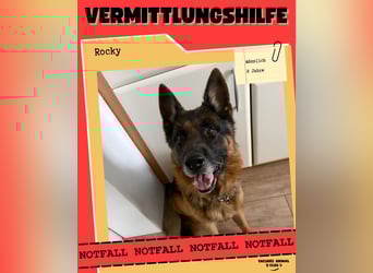 Rocky sucht Zuhause ❤️
