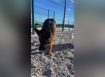 Rex sucht sein Glück❤️
