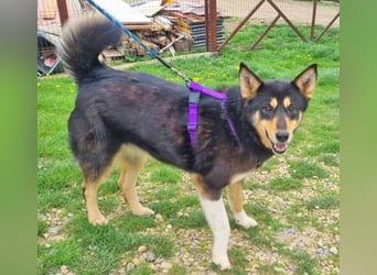 Silke 55 cm geb. 03/2019 ist ein toller Begleithund