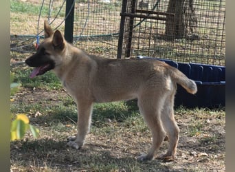 Alice - Energiebündel