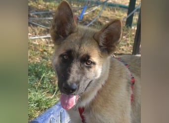 Alice - Energiebündel