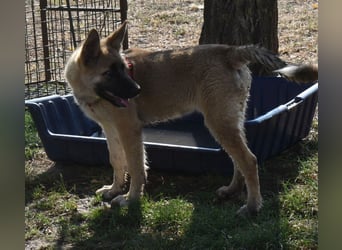 Alice - Energiebündel