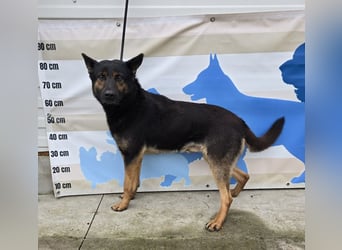 Yankee - wer will mein Best Buddy sein?
