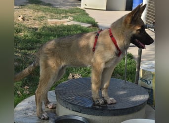 Alice - Energiebündel