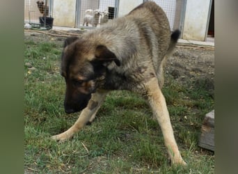 Maci die Besondere