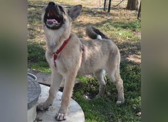 Alice - Energiebündel