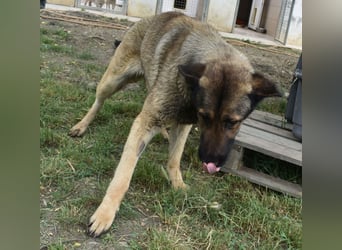 Maci die Besondere