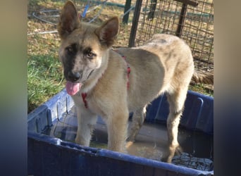 Alice - Energiebündel