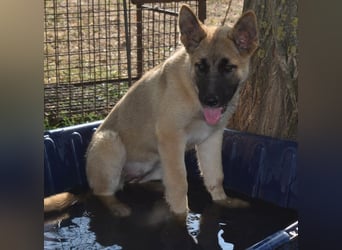 Alice - Energiebündel