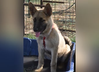 Alice - Energiebündel