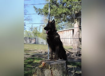 Deutsche Schäferhunde Langstockhaar m.P. gerader Rücken