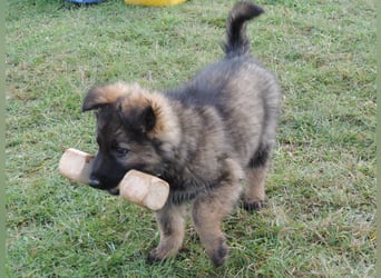 Deutsche Schäferhund Welpen Langstockhaar m.P. gerader Rücken