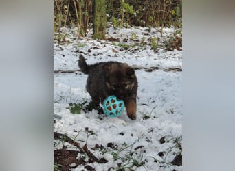 Deutsche Schäferhund Welpen Langstockhaar m.P. gerader Rücken