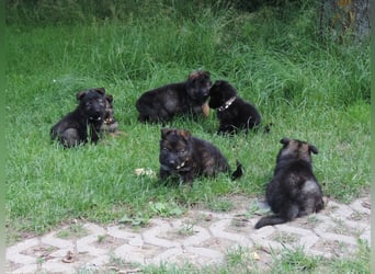 Deutsche Schäferhunde Langstockhaar m.P. gerader Rücken