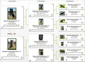 Deutsche Schäferhund Welpen Langstockhaar m.P. gerader Rücken