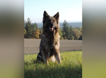 Deutsche Schäferhund Welpen Langstockhaar m.P. gerader Rücken