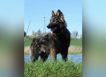 Deutsche Schäferhunde Langstockhaar m.P. gerader Rücken