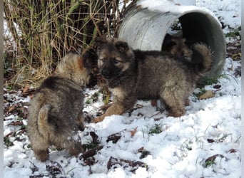 Deutsche Schäferhund Welpen Langstockhaar m.P. gerader Rücken