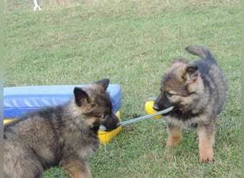 Deutsche Schäferhund Welpen Langstockhaar m.P. gerader Rücken