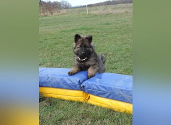 Deutsche Schäferhund Welpen Langstockhaar m.P. gerader Rücken