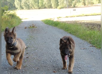 Deutsche Schäferhunde Langstockhaar m.P. gerader Rücken