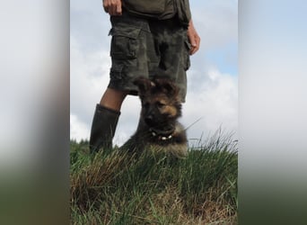 Deutsche Schäferhunde Langstockhaar m.P. gerader Rücken