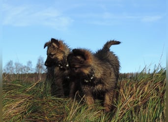 Deutsche Schäferhund Welpen Langstockhaar m.P. gerader Rücken
