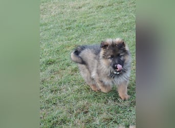 Deutsche Schäferhund Welpen Langstockhaar m.P. gerader Rücken