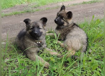 Deutsche Schäferhunde Langstockhaar m.P. gerader Rücken