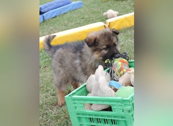 Deutsche Schäferhund Welpen Langstockhaar m.P. gerader Rücken
