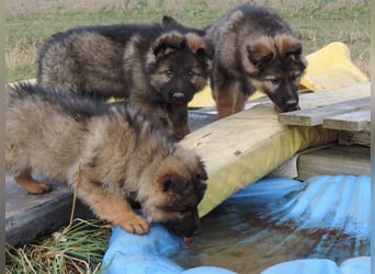 Deutsche Schäferhund Welpen Langstockhaar m.P. gerader Rücken