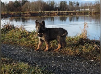 Deutsche Schäferhund Welpen Langstockhaar m.P. gerader Rücken