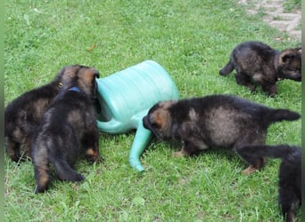 Deutsche Schäferhunde Langstockhaar m.P. gerader Rücken