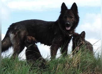 Deutsche Schäferhunde Langstockhaar m.P. gerader Rücken