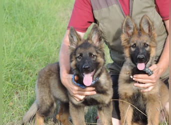 Deutsche Schäferhunde Langstockhaar m.P. gerader Rücken