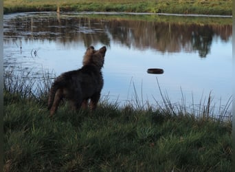 Deutsche Schäferhund Welpen Langstockhaar m.P. gerader Rücken