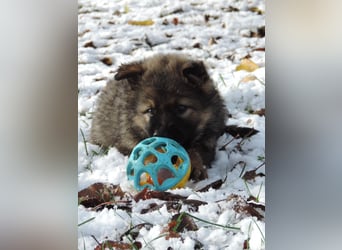 Deutsche Schäferhund Welpen Langstockhaar m.P. gerader Rücken
