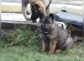 Deutsche Schäferhund Welpen Langstockhaar m.P. gerader Rücken