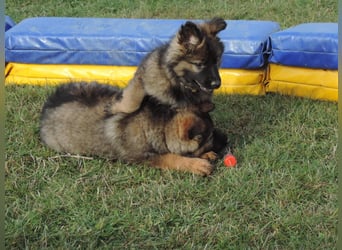 Deutsche Schäferhund Welpen Langstockhaar m.P. gerader Rücken