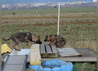 Deutsche Schäferhund Welpen Langstockhaar m.P. gerader Rücken