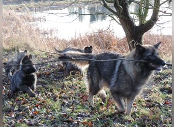 Deutsche Schäferhund Welpen Langstockhaar m.P. gerader Rücken