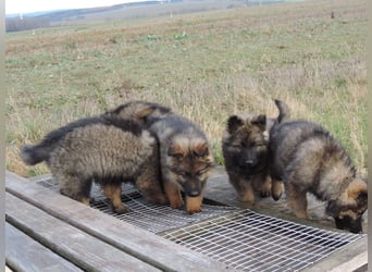 Deutsche Schäferhund Welpen Langstockhaar m.P. gerader Rücken
