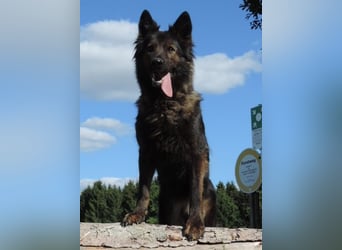 Deutsche Schäferhund Welpen Langstockhaar m.P. gerader Rücken