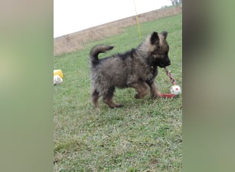 Deutsche Schäferhund Welpen Langstockhaar m.P. gerader Rücken
